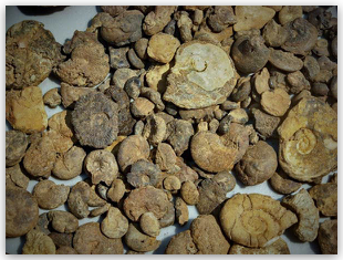 Bulk Fossils.net - Ammonites - 20 Select Pcs for $9.95 (1st Grade Quality)
