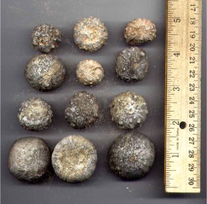 Bulk Fossils.net - Sea Urchin (echinoid) - 20 Select Pcs for $9.95 (1st Grade Quality)