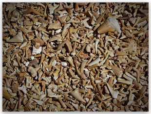 Bulk Fossils.net - Shark Teeth - 50 Select Pcs. for $9.95 (1st Grade Quality)