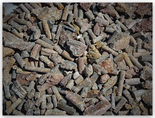 Bulk Fossils.net - Crinoid Stems - 20 select Pcs. for $9.95 (1st Grade Quality)